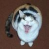 catmeowmie