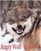 angry_wolf
