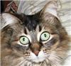 lionelcat