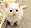 WhiteKitten
