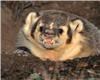Badger1808