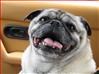 TobyPugs