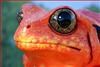 reddfrogg