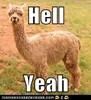 SamTheAlpaca