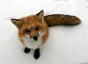 Kurokitsune91