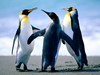 PenguinKid