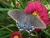 Butterflies918