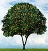 Orangetree