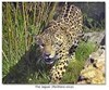 BabyJaguar