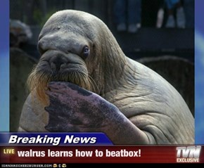 Breaking News - walrus learns how to beatbox!