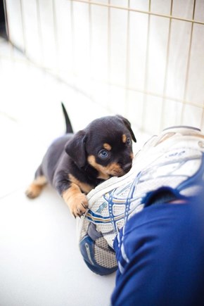 Cyoot Puppy ob teh Day: Widdle Ankle Biter