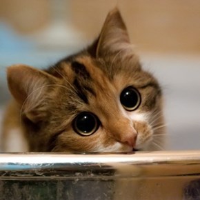 Cyoot Kitteh of teh Day: HOW CAN I SAY 'NO' TO THOSE EYES?????!?!?!?!?!?1