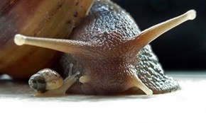 Snail Friends 