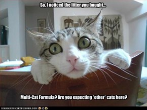 Overly Attached Feline feels threatened.
