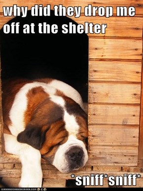 why did they drop me off at the shelter  *sniff*sniff*