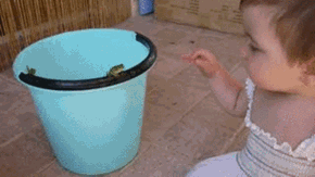 Frog Face