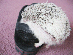 Shoehog