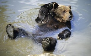Brown Bear Back Stroke 