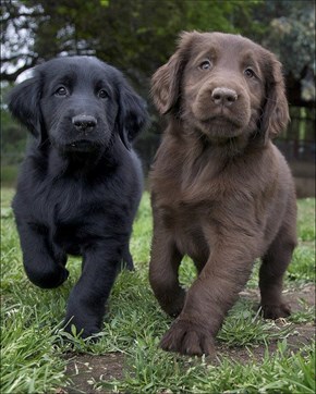 Cyoot Puppy ob teh Day: Milk and Dark Chocolate 