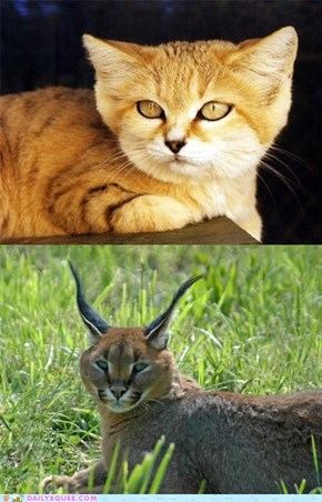 Squee Spree: Sand Cat vs. Caracal 
