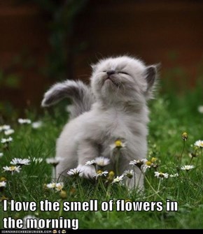 I love the smell of flowers in the morning