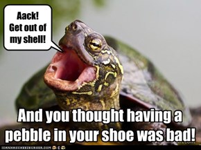 Turtle Torture