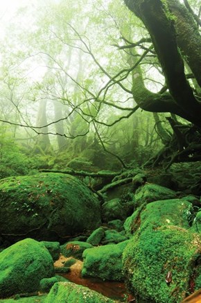 The Mossy Forests of Yakushima