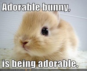 Adorable bunny,  is being adorable.
