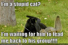 I'm a stupid cat?  I'm waiting for him to lead me back to his group!!!!