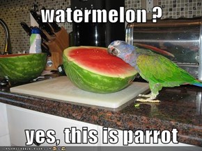 watermelon ?  yes, this is parrot