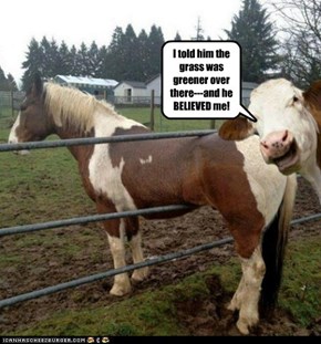 I told him the grass was greener over there---and he BELIEVED me!