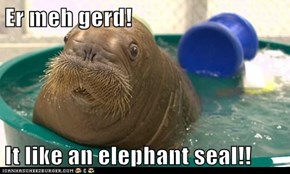 Er meh gerd!  It like an elephant seal!!