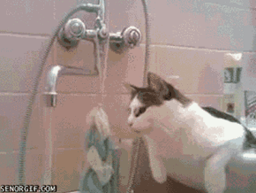 Thirsty Cat