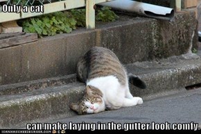 Only a cat  can make laying in the gutter look comfy.