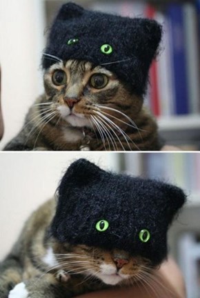 Nice Disguise, Cat