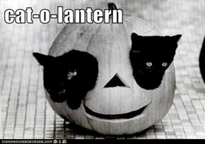 cat-o-lantern