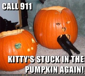 CALL 911  KITTY'S STUCK IN THE PUMPKIN AGAIN!