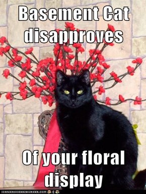 Basement Cat disapproves   Of your floral display