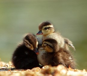 Three Widdle Ducklings 