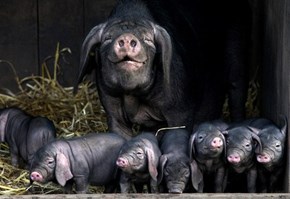 Piggies 