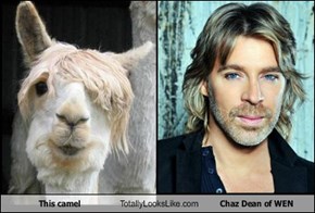 This camel Totally Looks Like Chaz Dean of WEN
