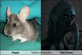 Maggie Totally Looks Like Bed Creeper