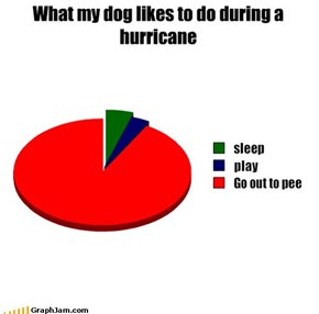 What my dog likes to do during a hurricane