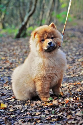 Cyoot Puppy ob teh Day: Floofy Chow Chow 