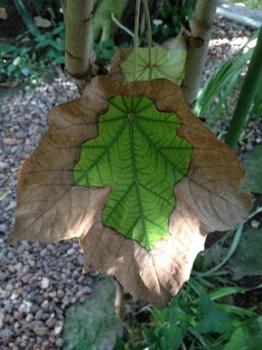 Leaf WIN