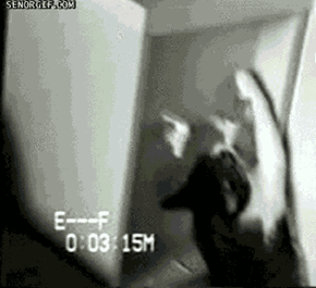 Cat Cools Down With Water Cooler
