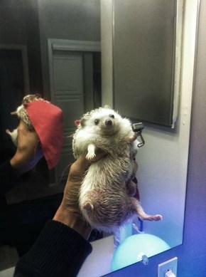 Thor The Hedgehog of the Day