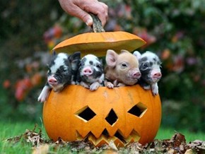 Piggy Pumpkin