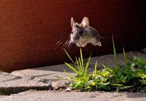 Flying Mouse 
