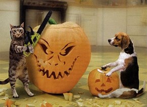 Goggies R Owr Meowloween Friends: Let Me Teach You a Thing or Two About Pumpkin Carving!